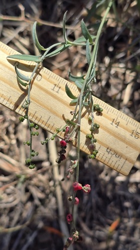 Chenopodium nutans, photograph 4