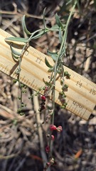 (c) Petra Holland, some rights reserved (CC BY) Chenopodium nutans, photograph (c) Petra Holland, some rights reserved (CC BY)