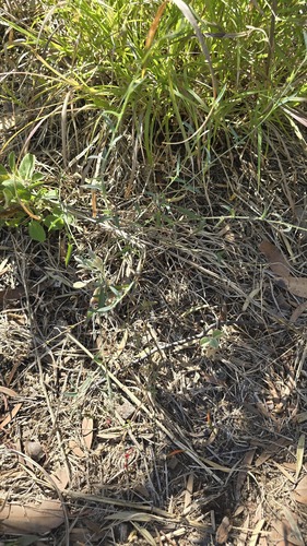Chenopodium nutans, photograph 5