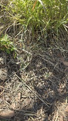 (c) Petra Holland, some rights reserved (CC BY) Chenopodium nutans, photograph (c) Petra Holland, some rights reserved (CC BY)