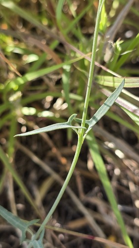 Chenopodium nutans, photograph 3