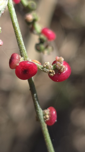 Chenopodium nutans, photograph 2
