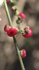 (c) Petra Holland, some rights reserved (CC BY) Chenopodium nutans, photograph (c) Petra Holland, some rights reserved (CC BY)