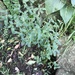 Barbwire Weed - Photo (c) polyscias099, some rights reserved (CC BY-NC)
