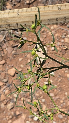 Euphorbia tannensis, photograph 5