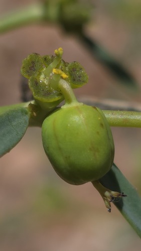 Euphorbia tannensis, photograph 1
