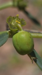 Euphorbia tannensis