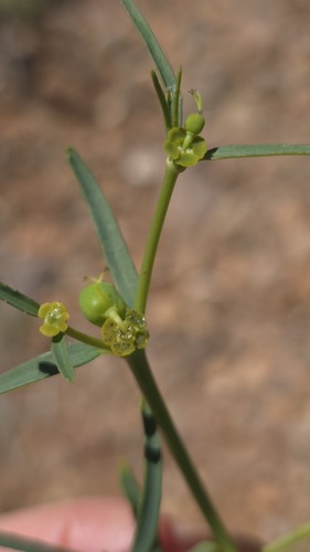 Euphorbia tannensis, photograph 2