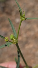 (c) Petra Holland, some rights reserved (CC BY) Euphorbia tannensis, photograph (c) Petra Holland, some rights reserved (CC BY)