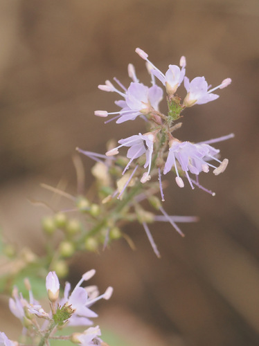 Veronica linariifolia observed 2026-08-22