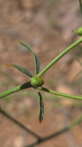Euphorbia tannensis, photograph 3