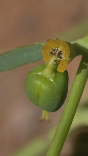 Euphorbia tannensis observed 2026-09-01