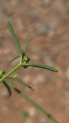 Euphorbia tannensis, photograph 4