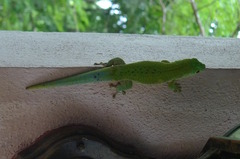 Phelsuma kochi