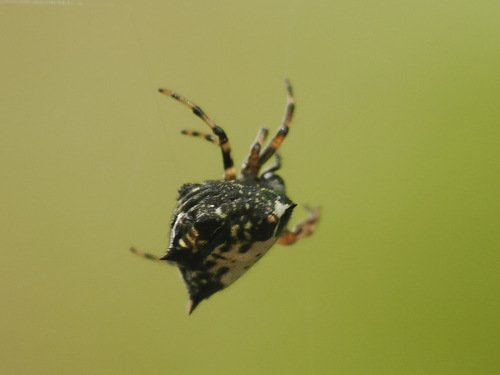 Black-and-white Spiny Spider