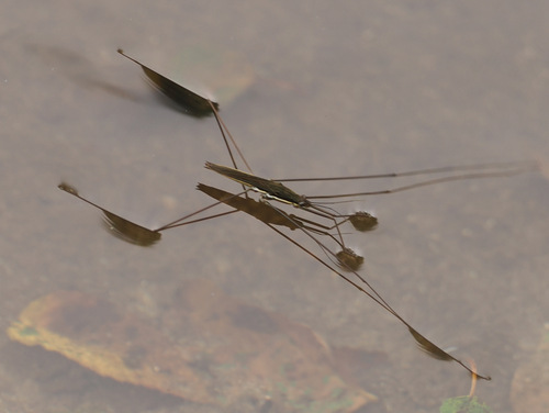 Giant Water Strider