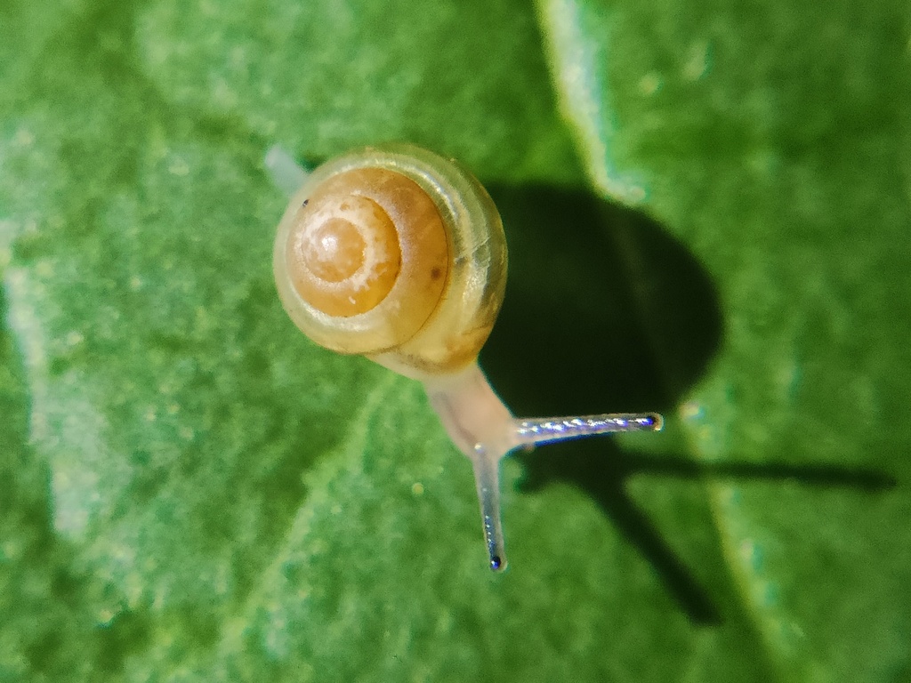 Parakaliella kunsanica