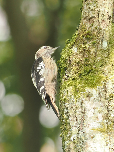 Gray-capped Pygmy Woodpecker