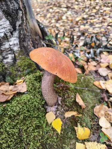 Orange Birch Bolete