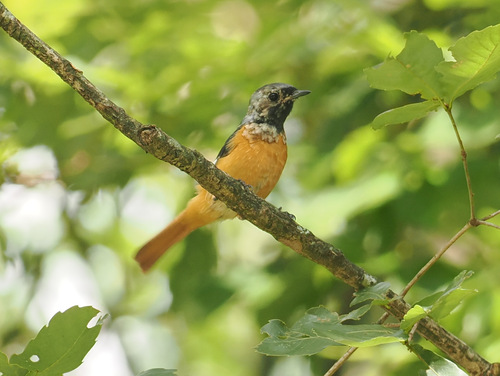 Daurian Redstart