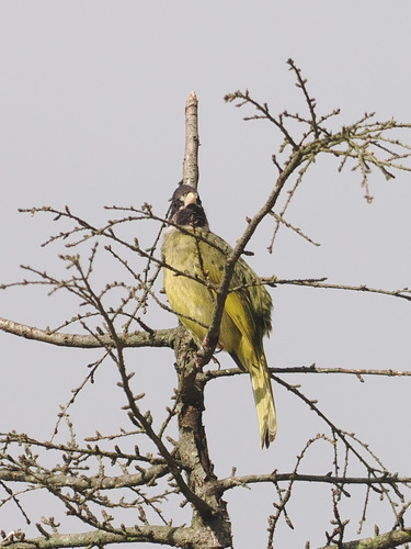 Collared Finchbill