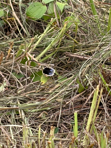 Blue Pansy