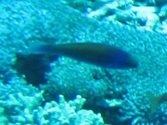 Cirrhilabrus chaliasi