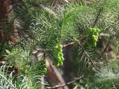 Persoonia pinifolia