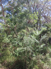 (c) ian_mcallan, some rights reserved (CC BY) Persoonia pinifolia, photograph (c) ian_mcallan, some rights reserved (CC BY)