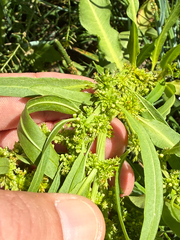 Rumex maritimus, photograph (c) Thomas Ebner, some rights reserved (CC BY)