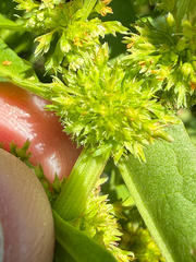 Rumex maritimus, photograph (c) Thomas Ebner, some rights reserved (CC BY)