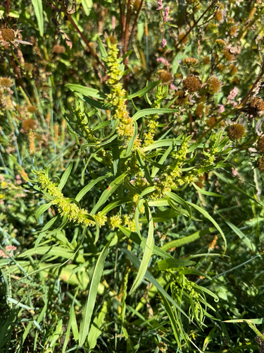 Rumex maritimus, photograph 4