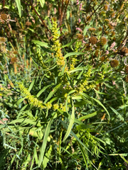 Rumex maritimus, photograph (c) Thomas Ebner, some rights reserved (CC BY)