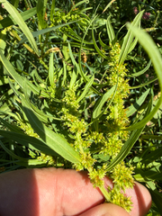 Rumex maritimus, photograph (c) Thomas Ebner, some rights reserved (CC BY)