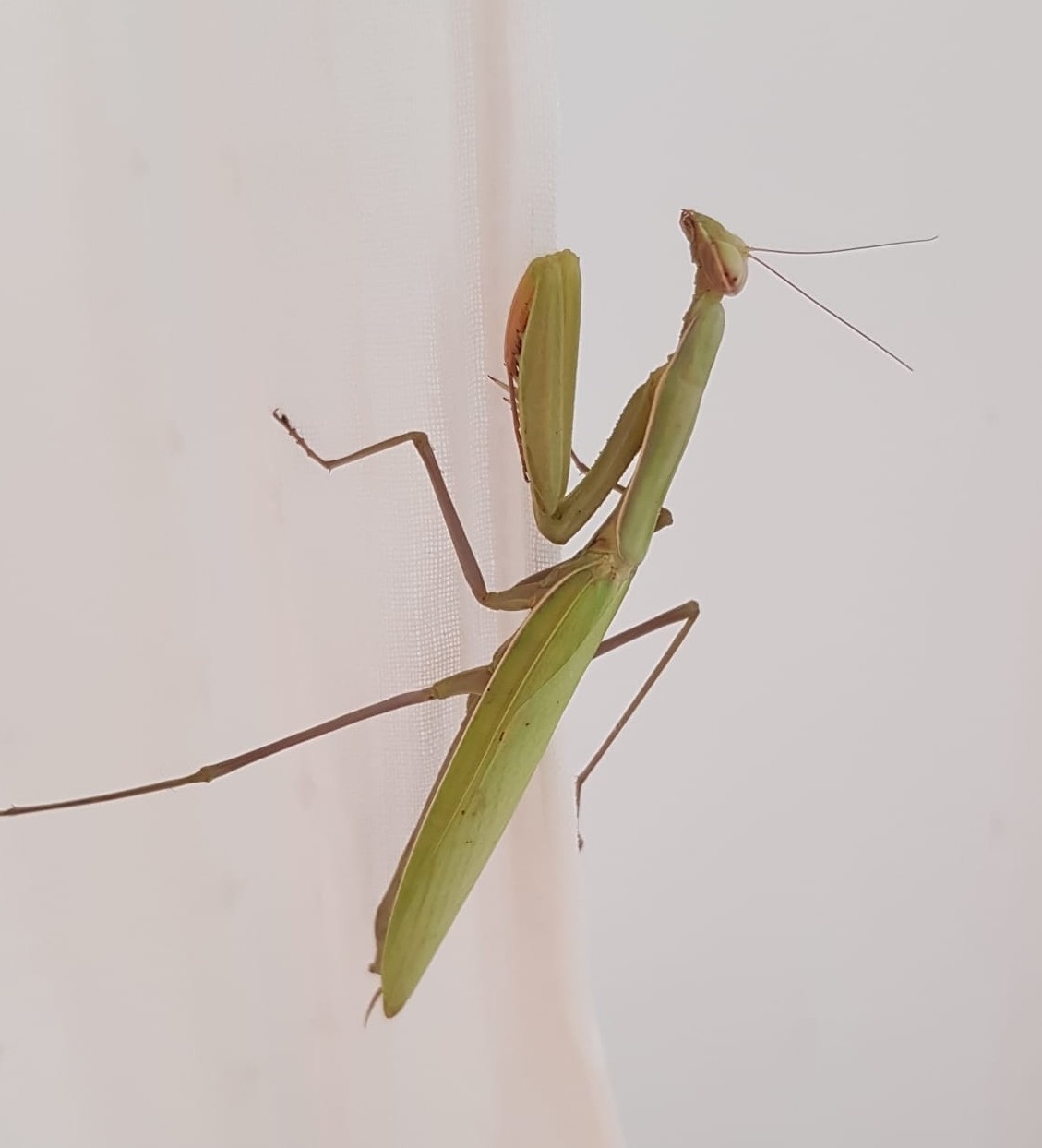 Mantis Religiosa