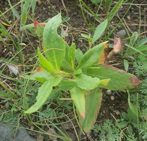 Koenigia alpina, photograph 5