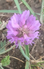 Astragalus laxmannii, photograph (c) Urgamal Magsar, some rights reserved (CC BY)