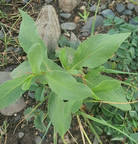 Koenigia alpina, photograph 6