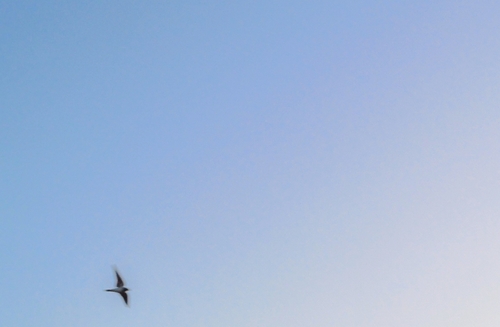 Barn Swallow