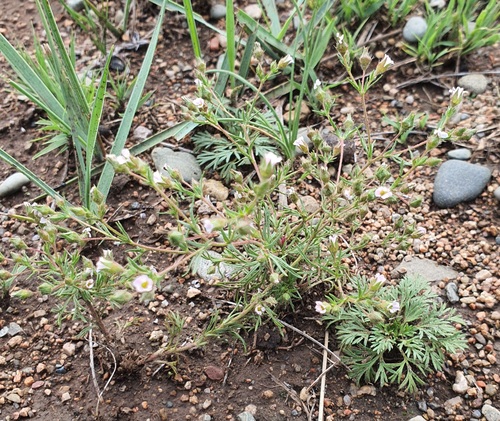 Chamaerhodos erecta
