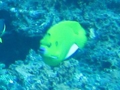 Apolemichthys trimaculatus