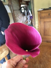 Zantedeschia