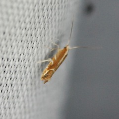 Cameraria conglomeratella