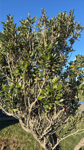 Olearia traversiorum observed 2026-09-08