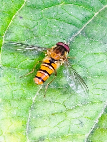 Marmalade Hover Fly