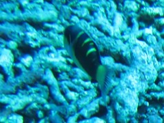 Thalassoma jansenii
