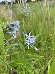 Amsonia illustris
