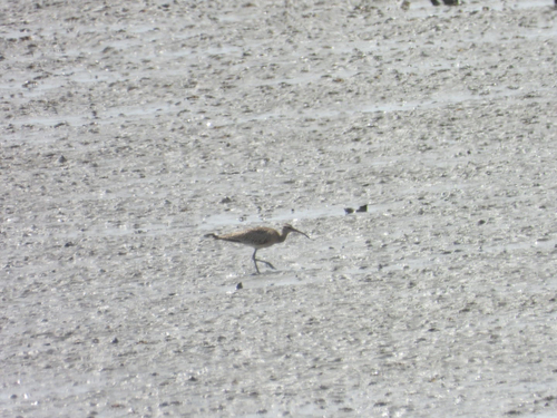 iNaturalist: (c) 劉景能, some rights reserved (CC BY-NC), uploaded by 劉景能 iNaturalist image