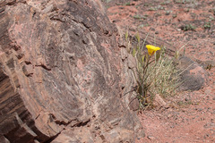 Calochortus aureus