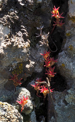 Sedum cespitosum